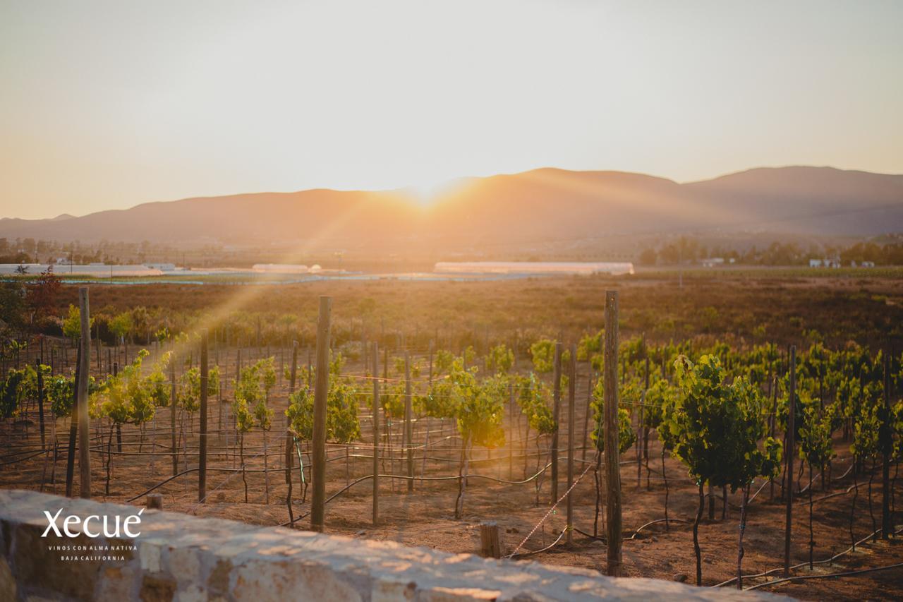 Готель Vinos Xecue Енсенада Екстер'єр фото